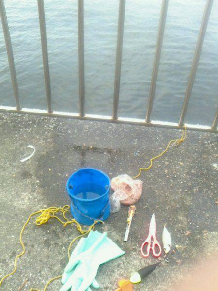 サバ～アジ～アジ～